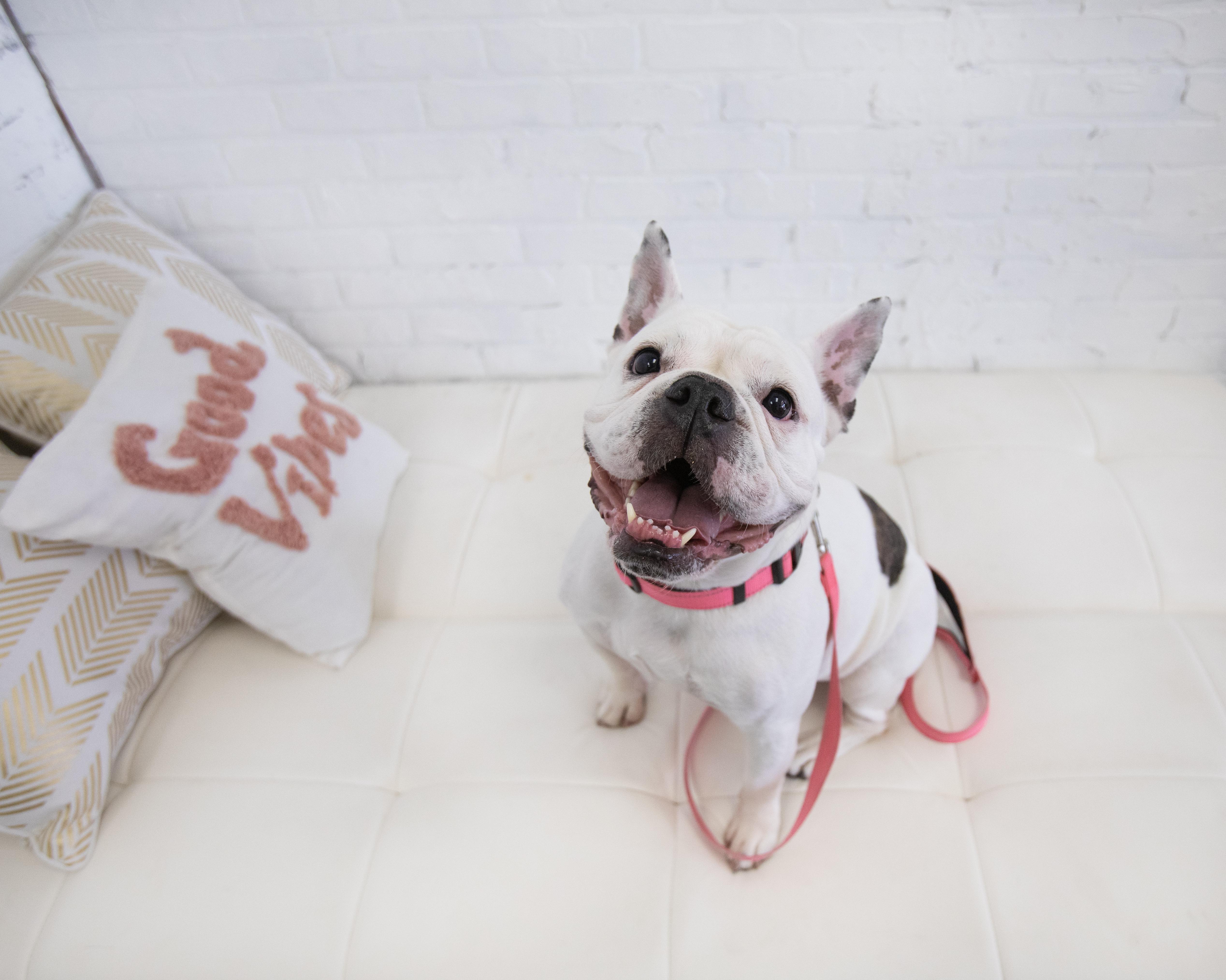 Enlarge Opal, a Adoptable mixed breed in Mesa, AZ image 3/6