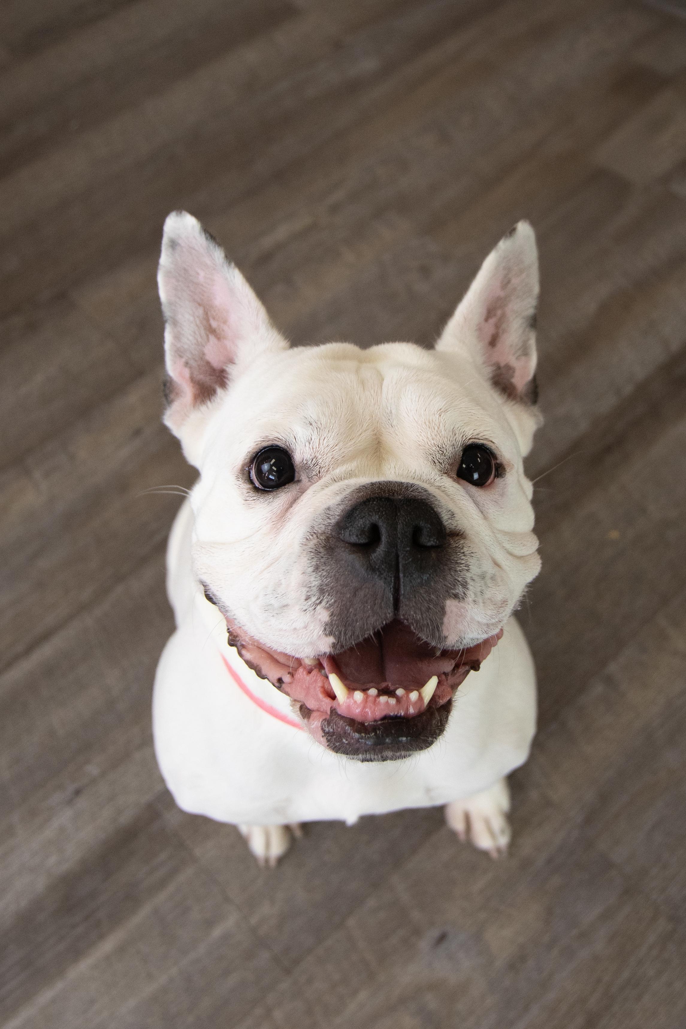 Enlarge Opal, a Adoptable mixed breed in Mesa, AZ image 4/6