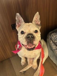 Enlarge Opal, a Adoptable mixed breed in Mesa, AZ image 5/6