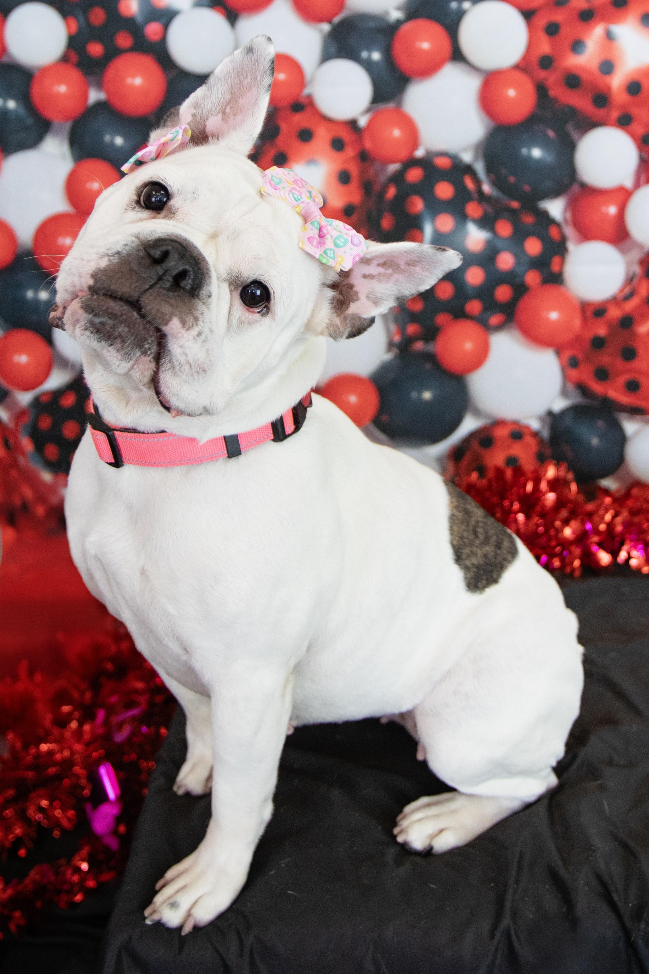 Enlarge Opal, a Adoptable mixed breed in Mesa, AZ image 6/6