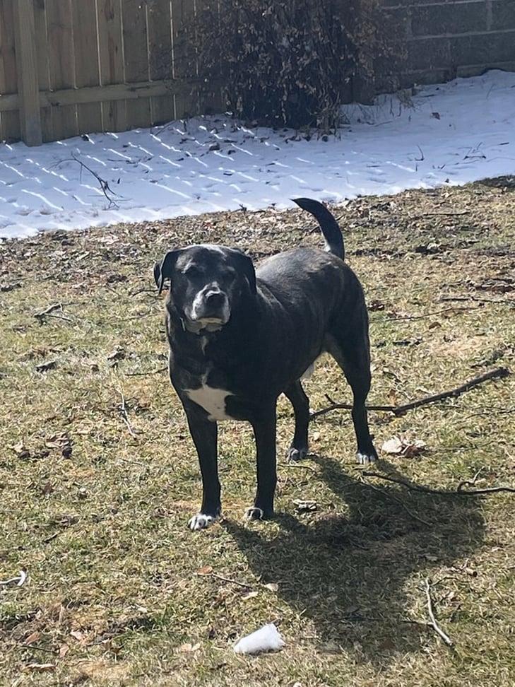 Enlarge Makoto, a Adoptable mixed breed in Whitewater, WI image 3/4
