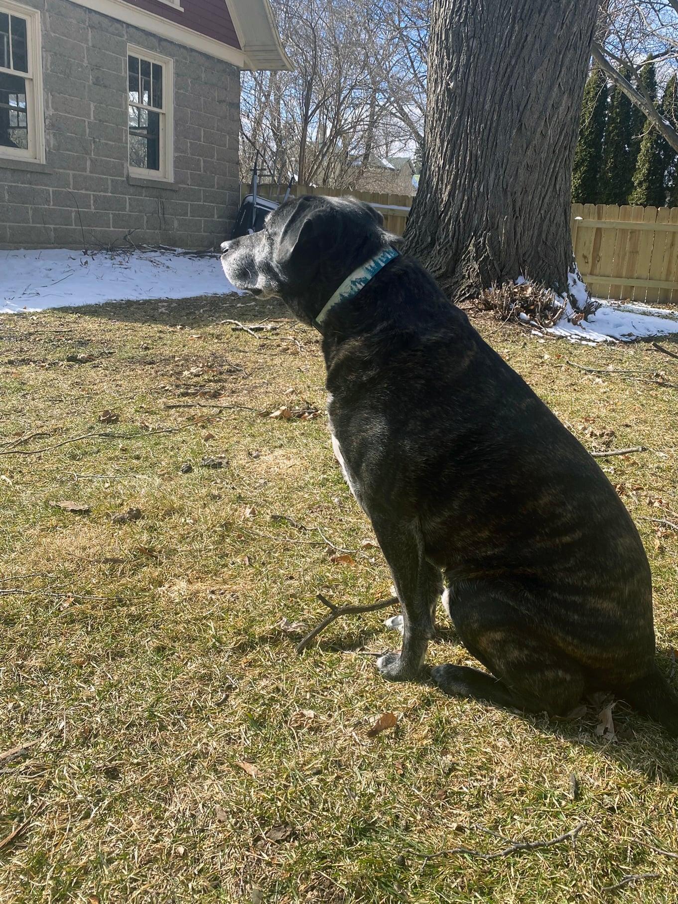 Enlarge Makoto, a Adoptable mixed breed in Whitewater, WI image 4/4