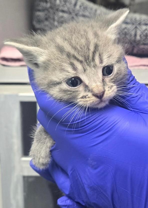 TC Nahal, Adoptable, Kitten Female Domestic Short Hair.