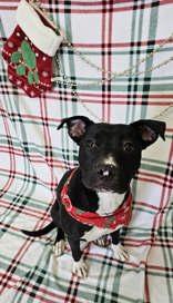 Nalu, ADOPTABLE, Young Female Mixed Breed.