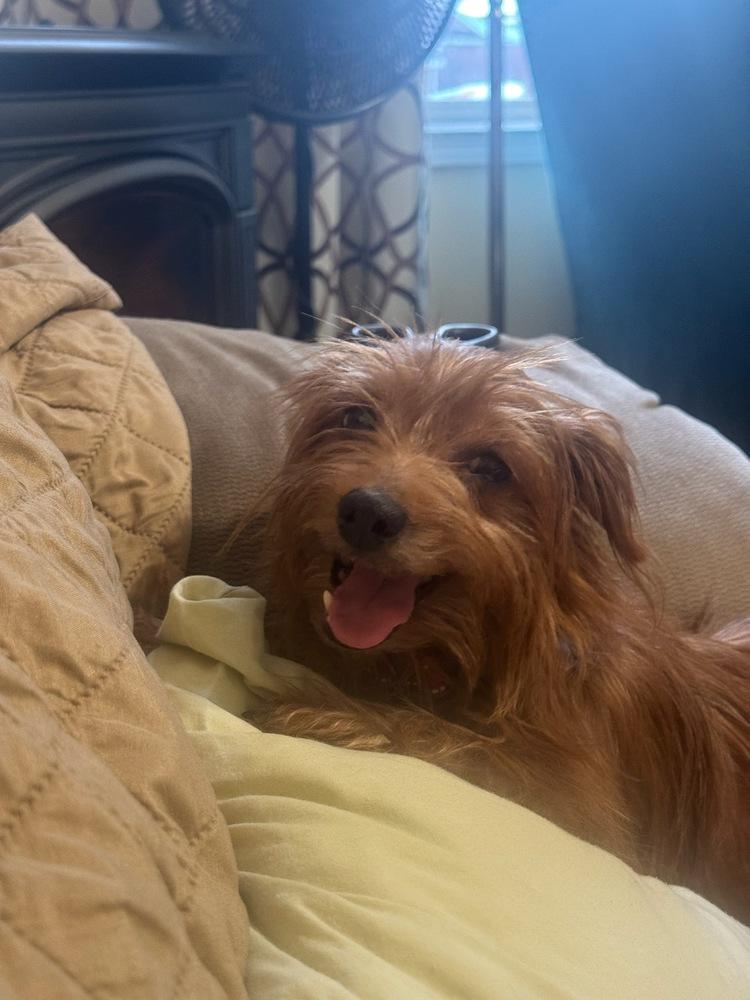 Ginger, Adoptable, Adult Female Yorkshire Terrier.