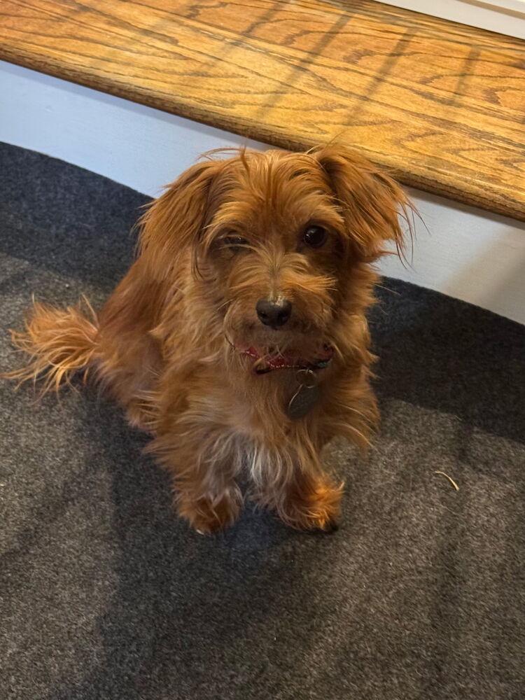 Enlarge Ginger, a Adoptable mixed breed in East Greenville, PA image 2/6