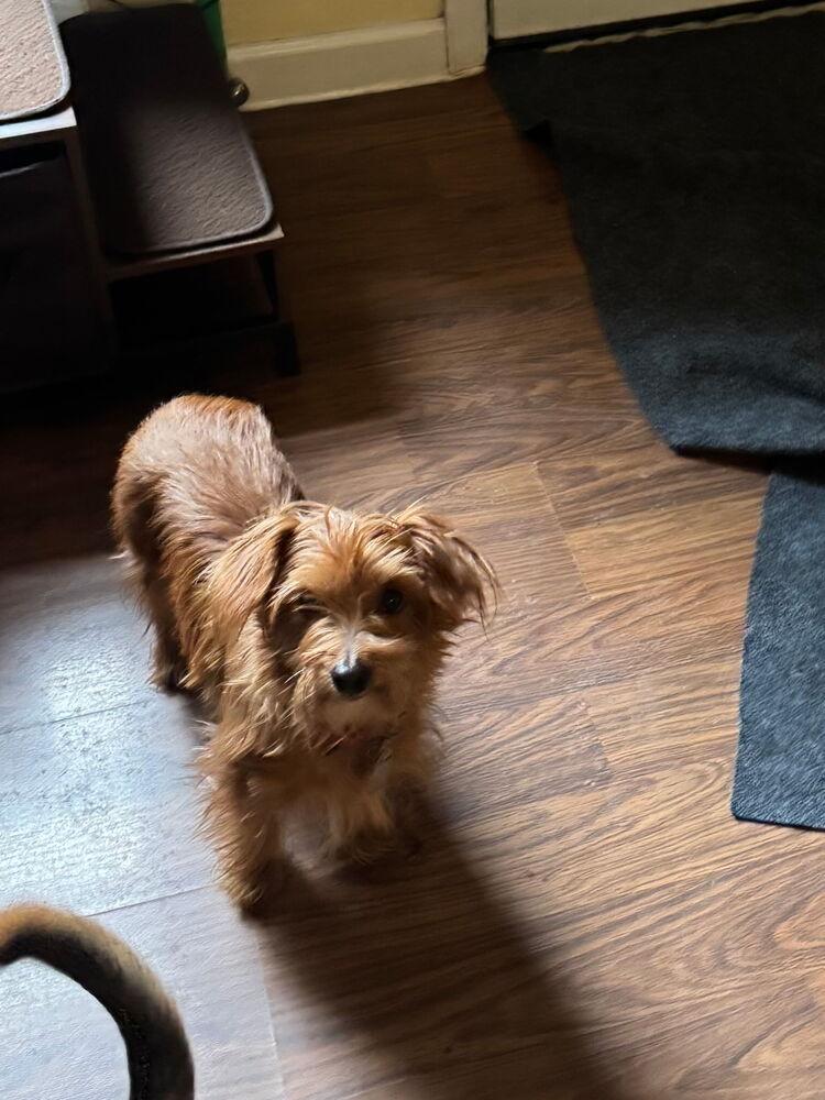 Enlarge Ginger, a Adoptable mixed breed in East Greenville, PA image 3/6