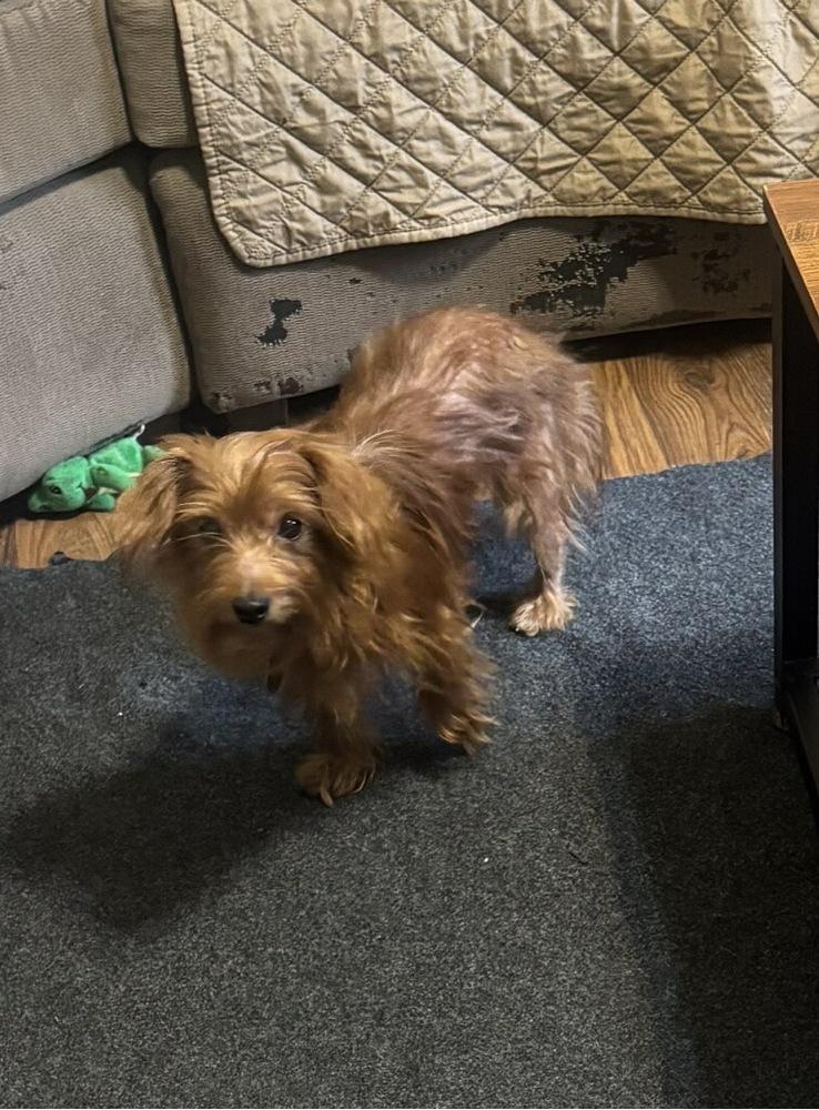 Enlarge Ginger, a Adoptable mixed breed in East Greenville, PA image 5/6