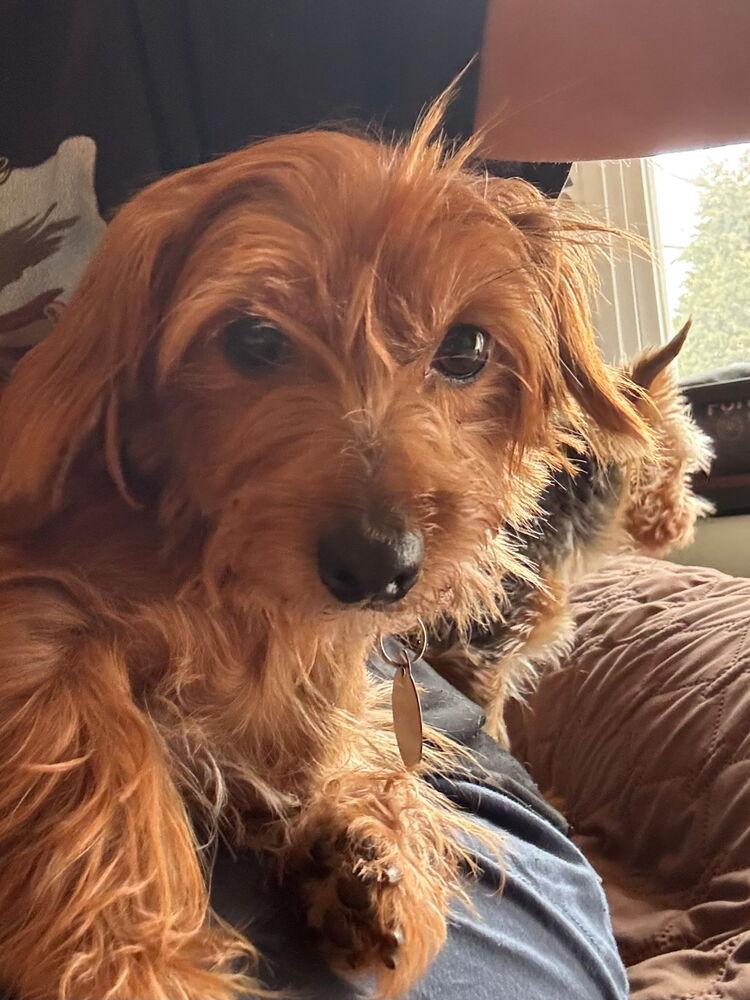 Enlarge Ginger, a Adoptable mixed breed in East Greenville, PA image 6/6