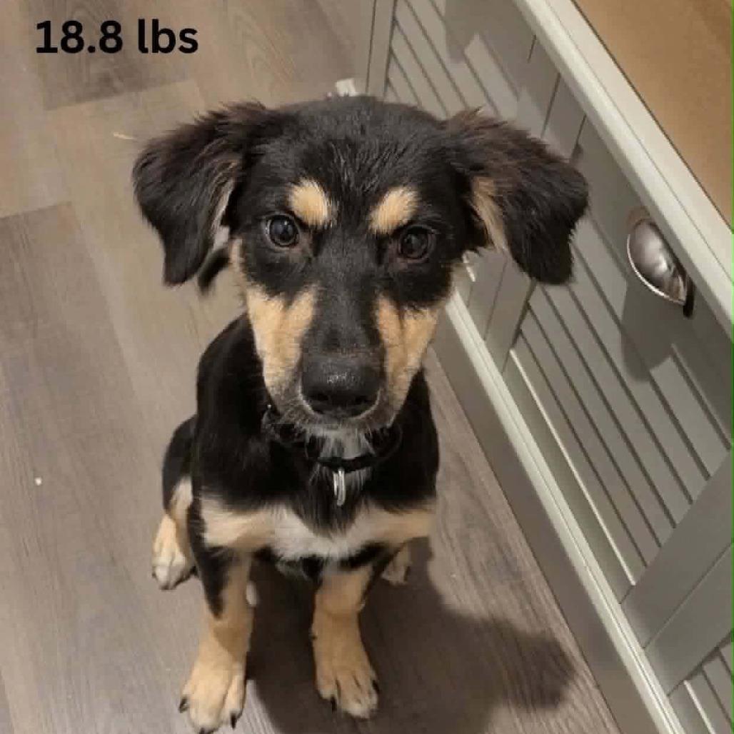 Butterfly, Adoptable, Puppy Female Australian Shepherd & Mixed Breed.