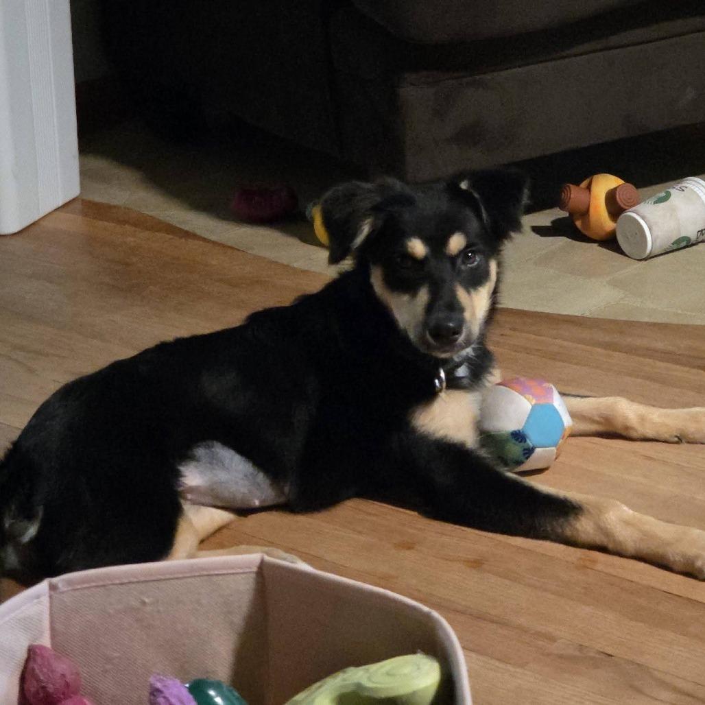 Enlarge Butterfly, a Adoptable mixed breed in Tomah, WI image 2/5