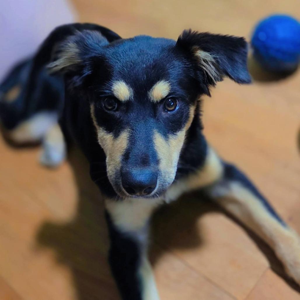 Enlarge Butterfly, a Adoptable mixed breed in Tomah, WI image 3/5