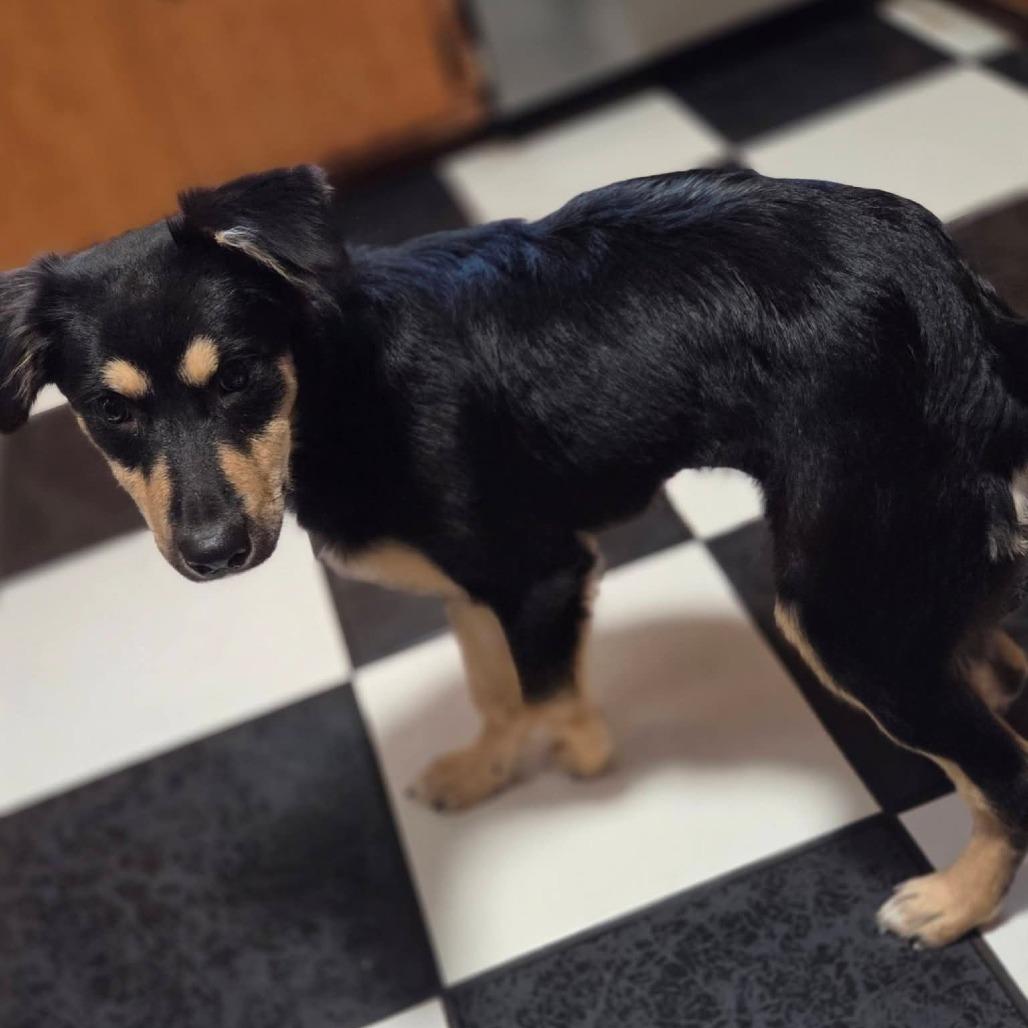 Enlarge Butterfly, a Adoptable mixed breed in Tomah, WI image 4/5
