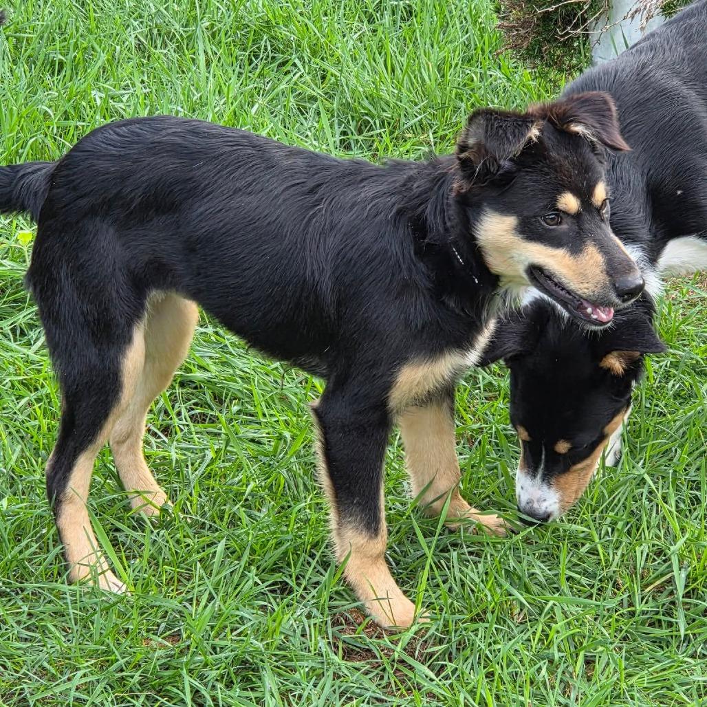 Enlarge Butterfly, a Adoptable mixed breed in Tomah, WI image 5/5