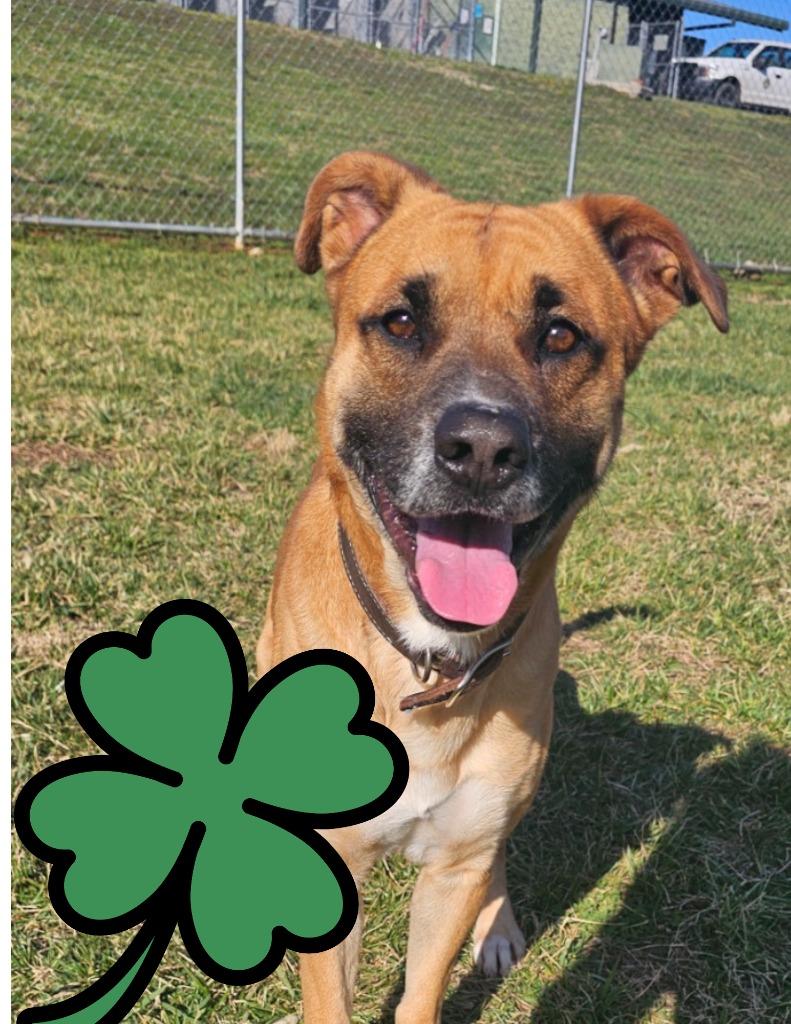 Henry -Adoptable Awaiting S/N, Adoptable, Young Male Mountain Cur & Labrador Retriever.