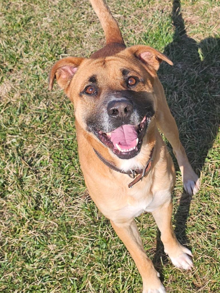 Enlarge Henry -Adoptable Awaiting S/N, a Adoptable mixed breed in Chickamauga , GA image 2/6