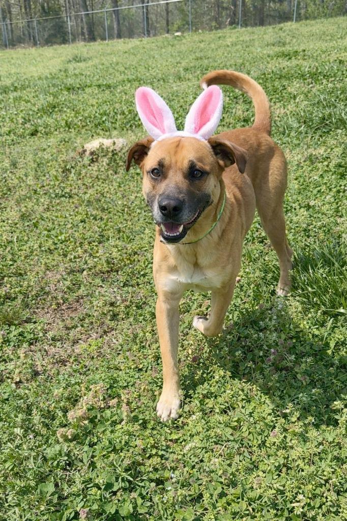 Enlarge Henry -Adoptable Awaiting S/N, a Adoptable mixed breed in Chickamauga , GA image 3/6