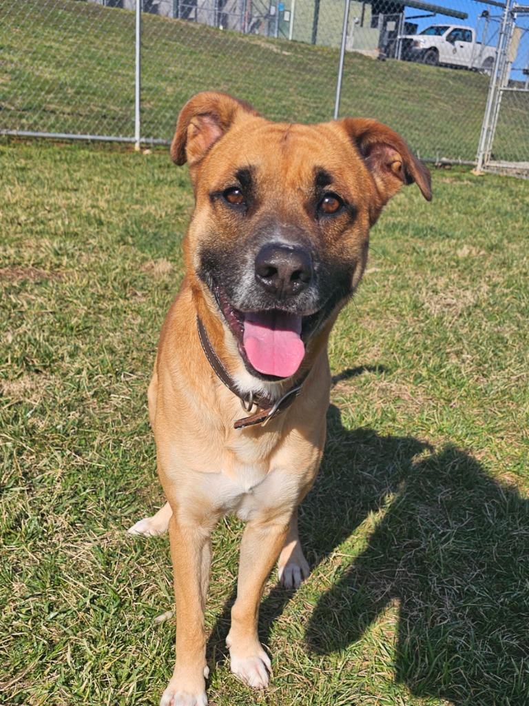 Enlarge Henry -Adoptable Awaiting S/N, a Adoptable mixed breed in Chickamauga , GA image 5/6