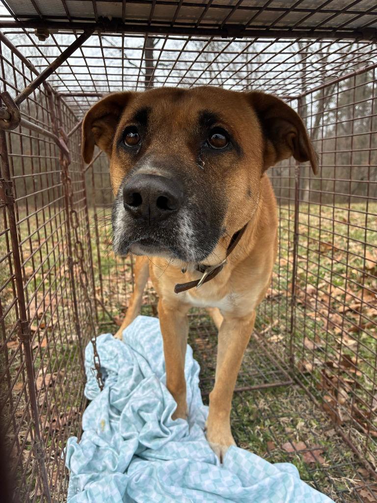 Enlarge Henry -Adoptable Awaiting S/N, a Adoptable mixed breed in Chickamauga , GA image 6/6