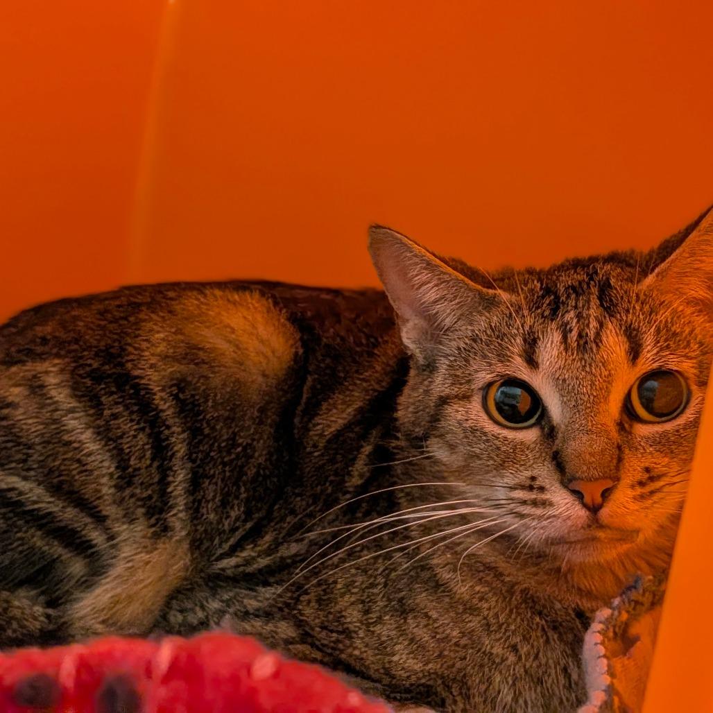 Enlarge Shylo, a Adoptable mixed breed in Houston, TX image 1/4