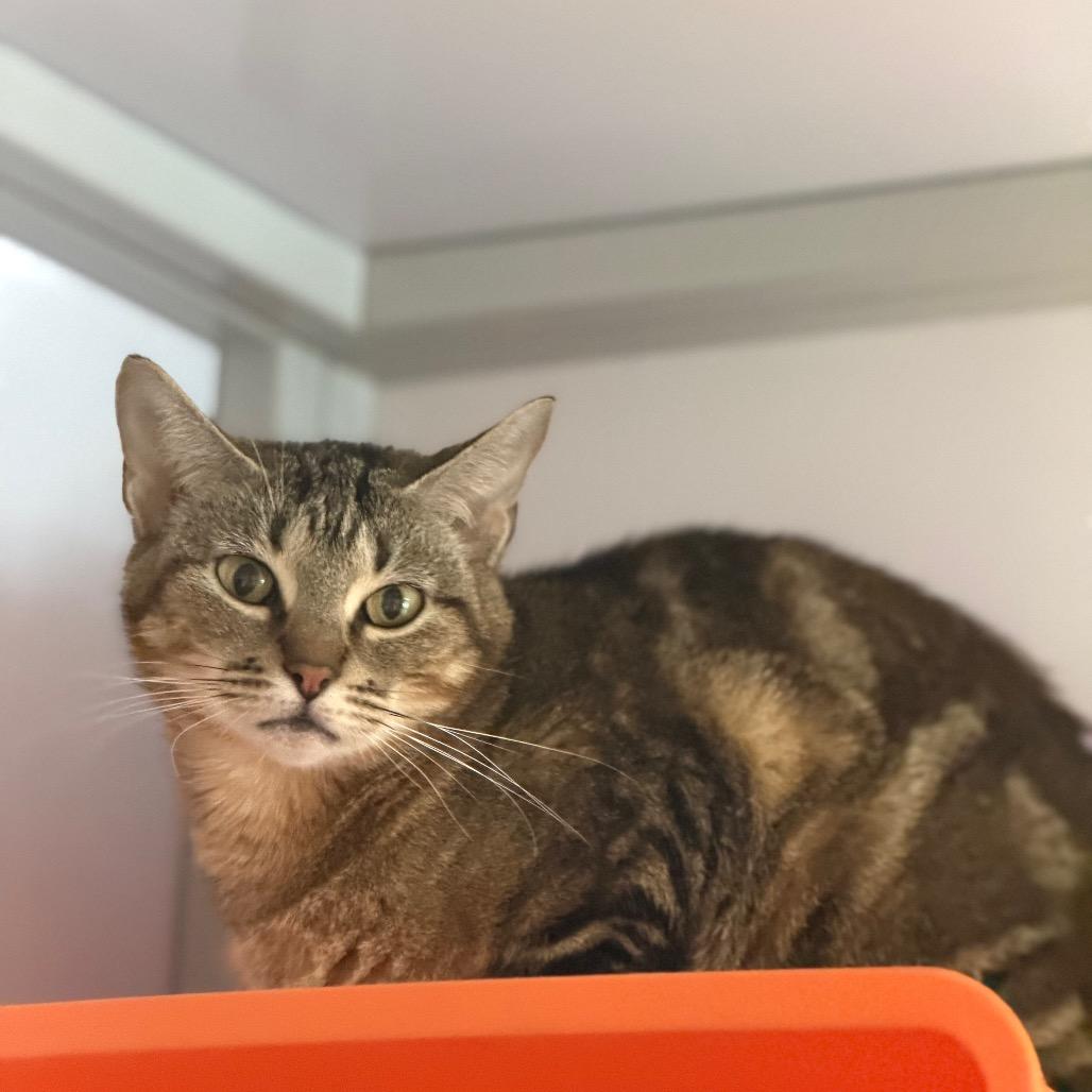 Enlarge Shylo, a Adoptable mixed breed in Houston, TX image 2/4