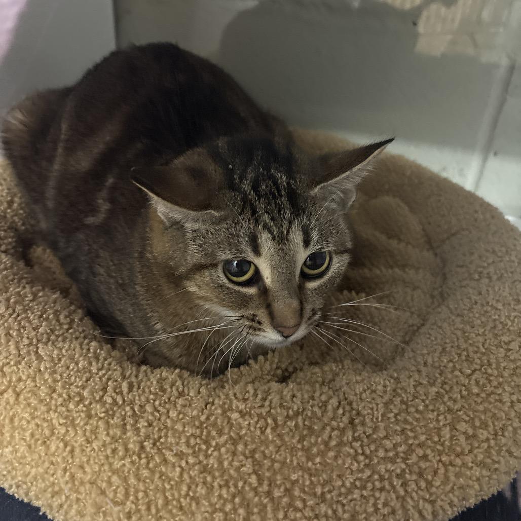 Enlarge Shylo, a Adoptable mixed breed in Houston, TX image 3/4