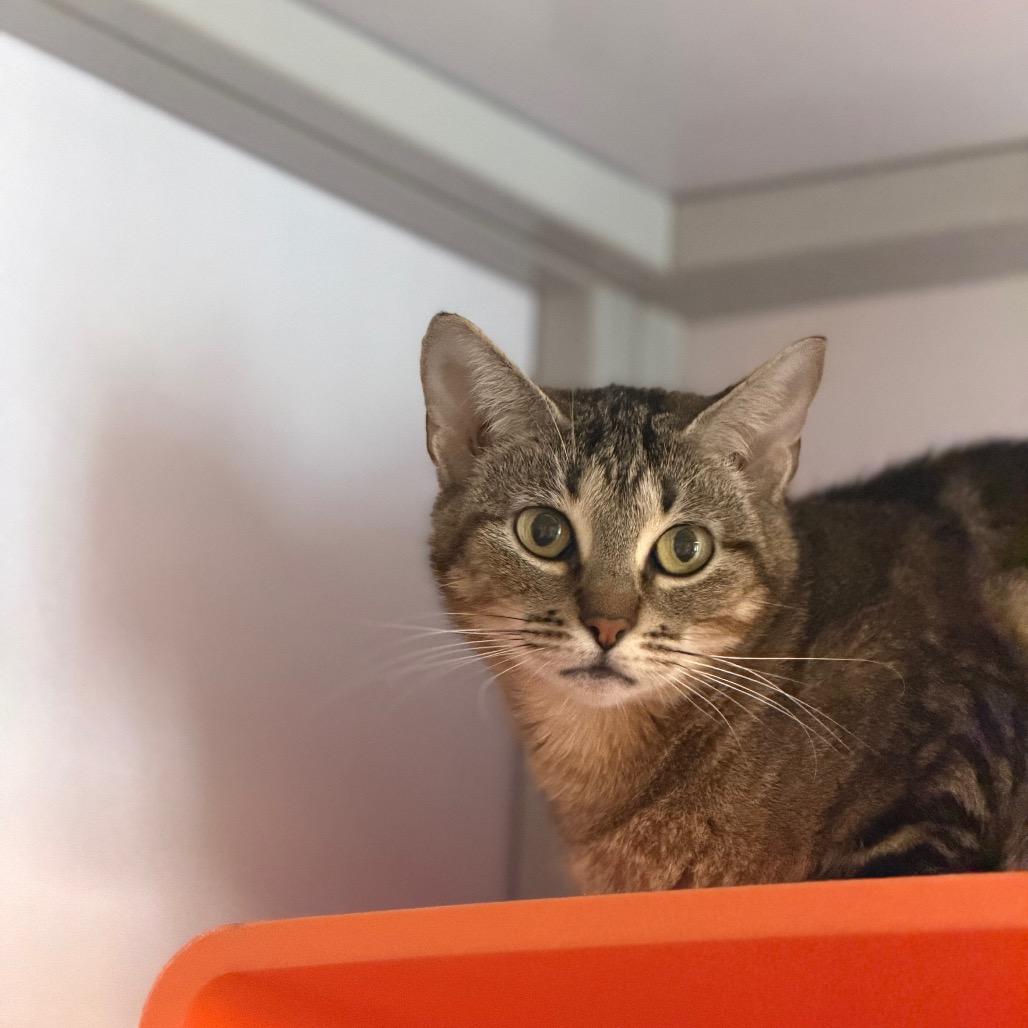 Enlarge Shylo, a Adoptable mixed breed in Houston, TX image 4/4