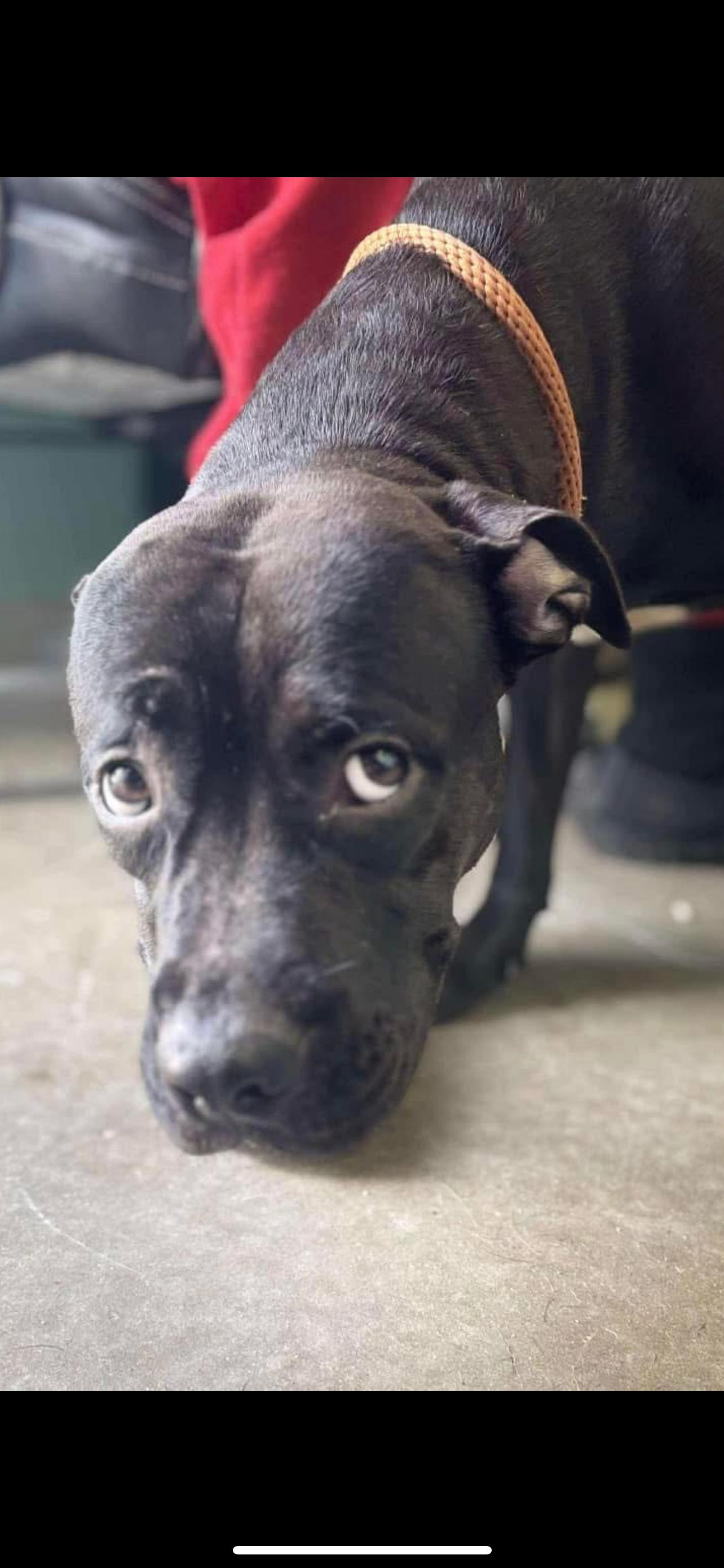 Enlarge Leesah, a Adoptable Mixed Breed in Rayne, LA image 1/3