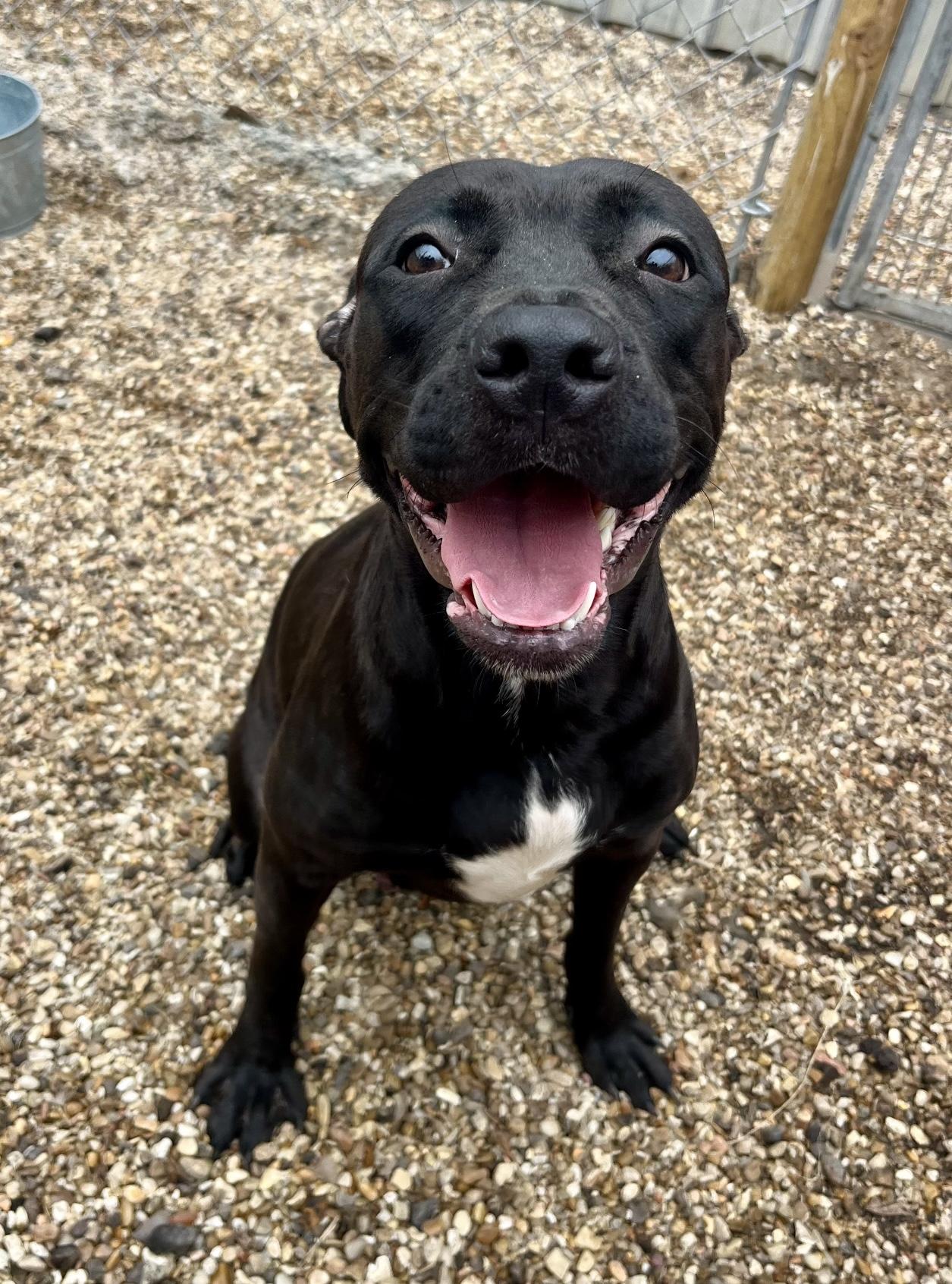 Enlarge Leesah, a Adoptable Mixed Breed in Rayne, LA image 2/3