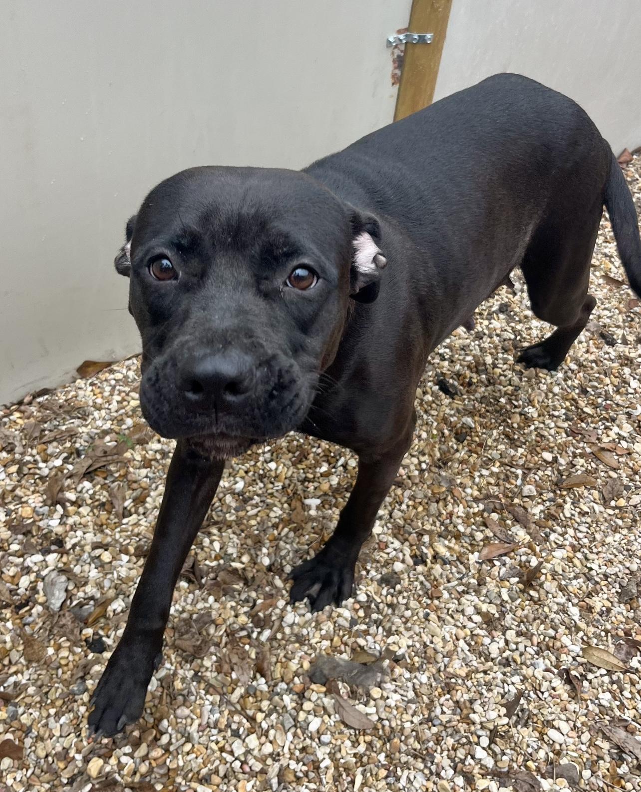 Enlarge Leesah, a Adoptable Mixed Breed in Rayne, LA image 3/3