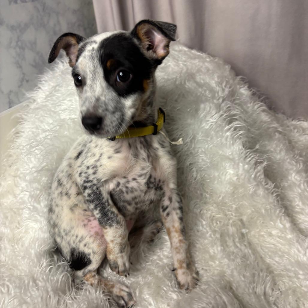 Enlarge Butternut D26-172, a Adoptable Australian Cattle Dog / Blue Heeler in Lebanon, TN image 2/3