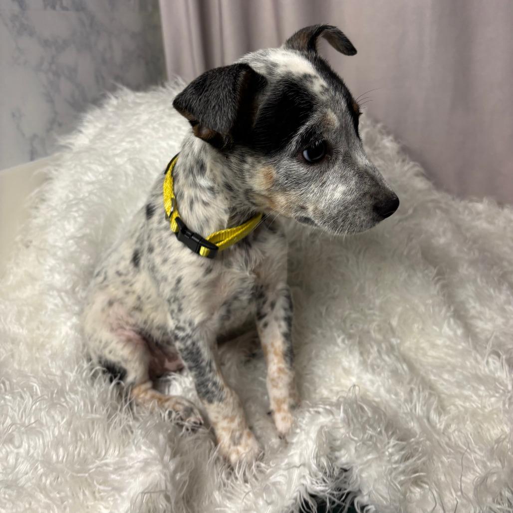 Enlarge Butternut D26-172, a Adoptable Australian Cattle Dog / Blue Heeler in Lebanon, TN image 3/3