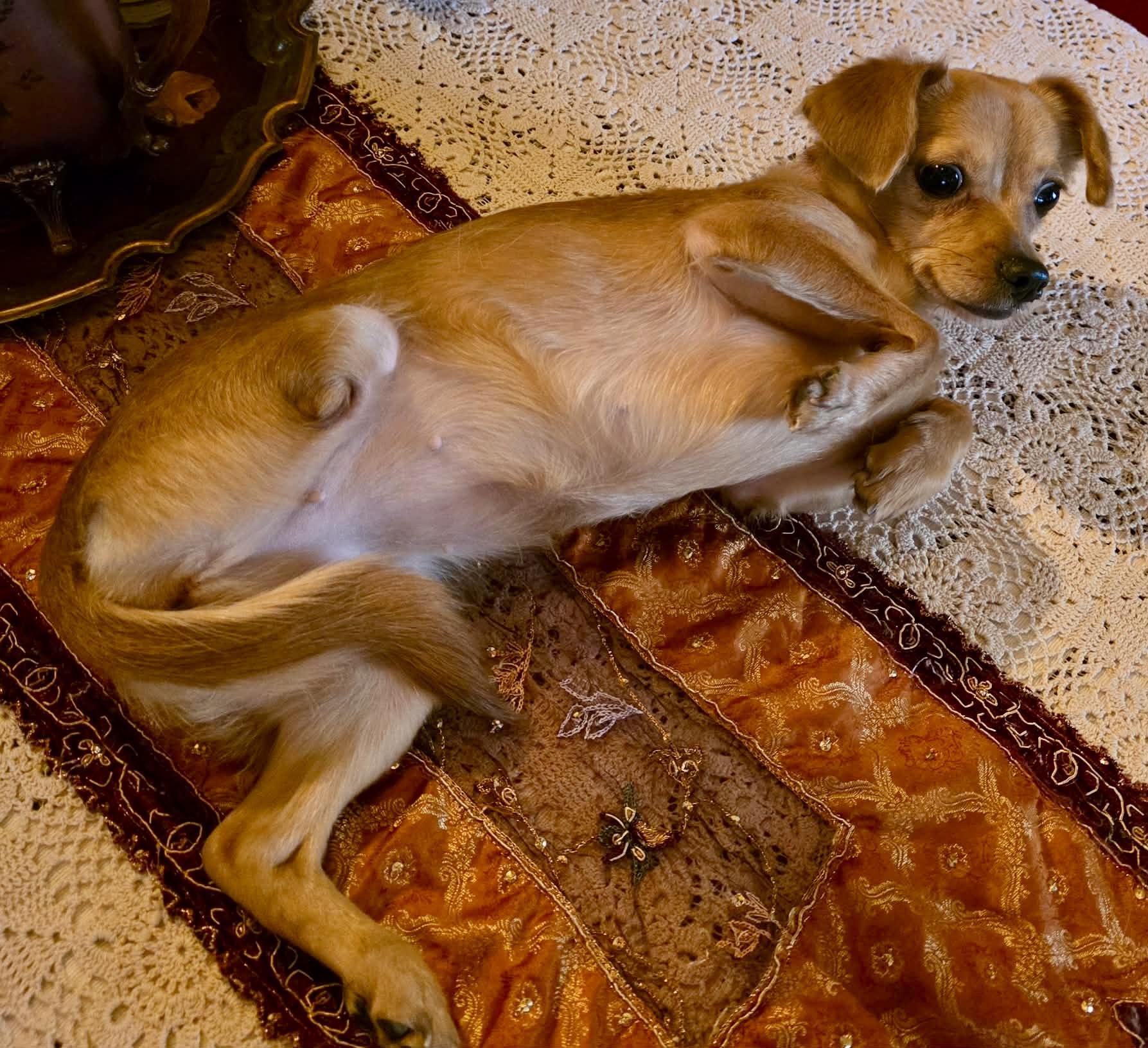 Enlarge Adora, a Adoptable Chihuahua in Riverside, CA image 2/5