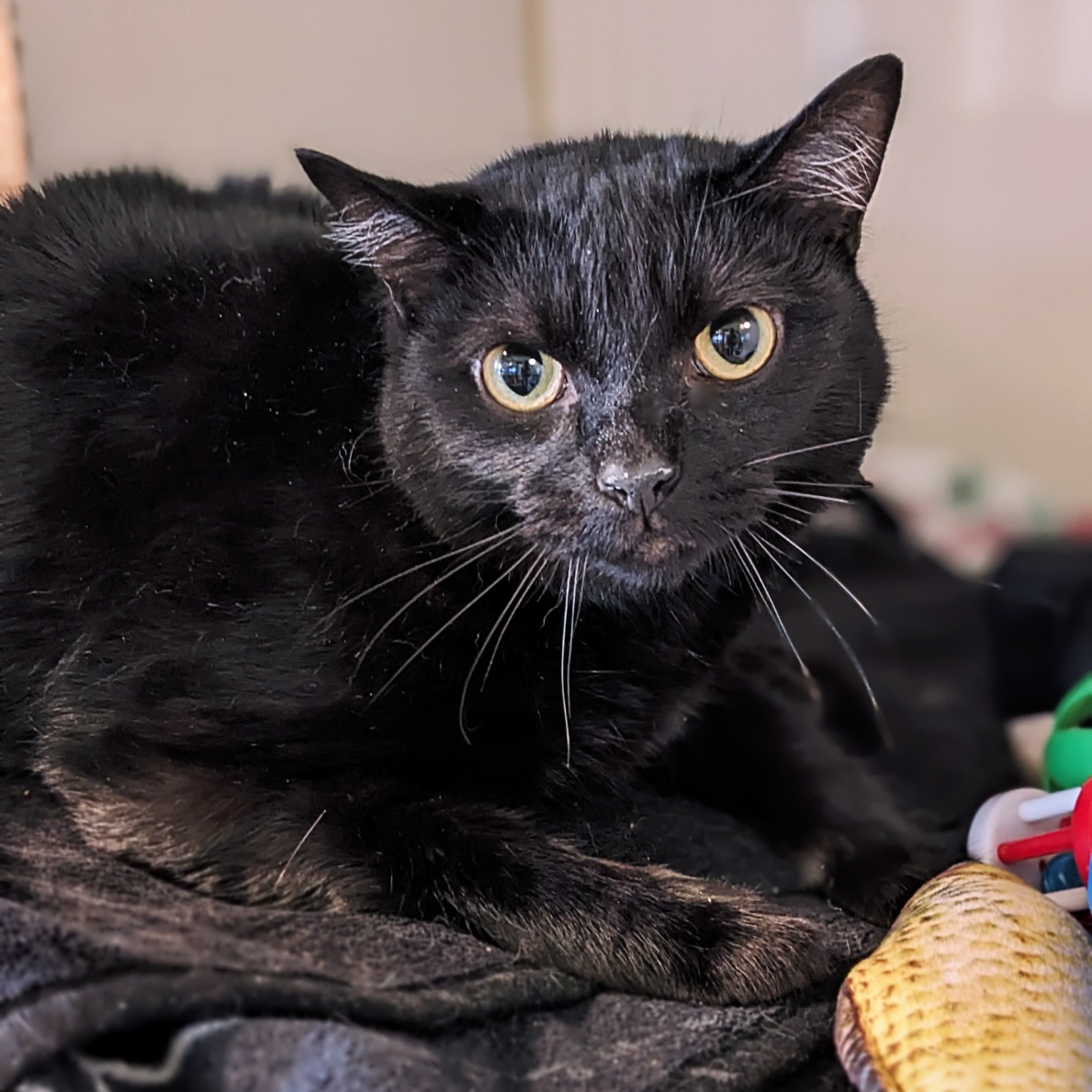 Enlarge Damian, a Adoptable mixed breed in Shippenville, PA image 1/1