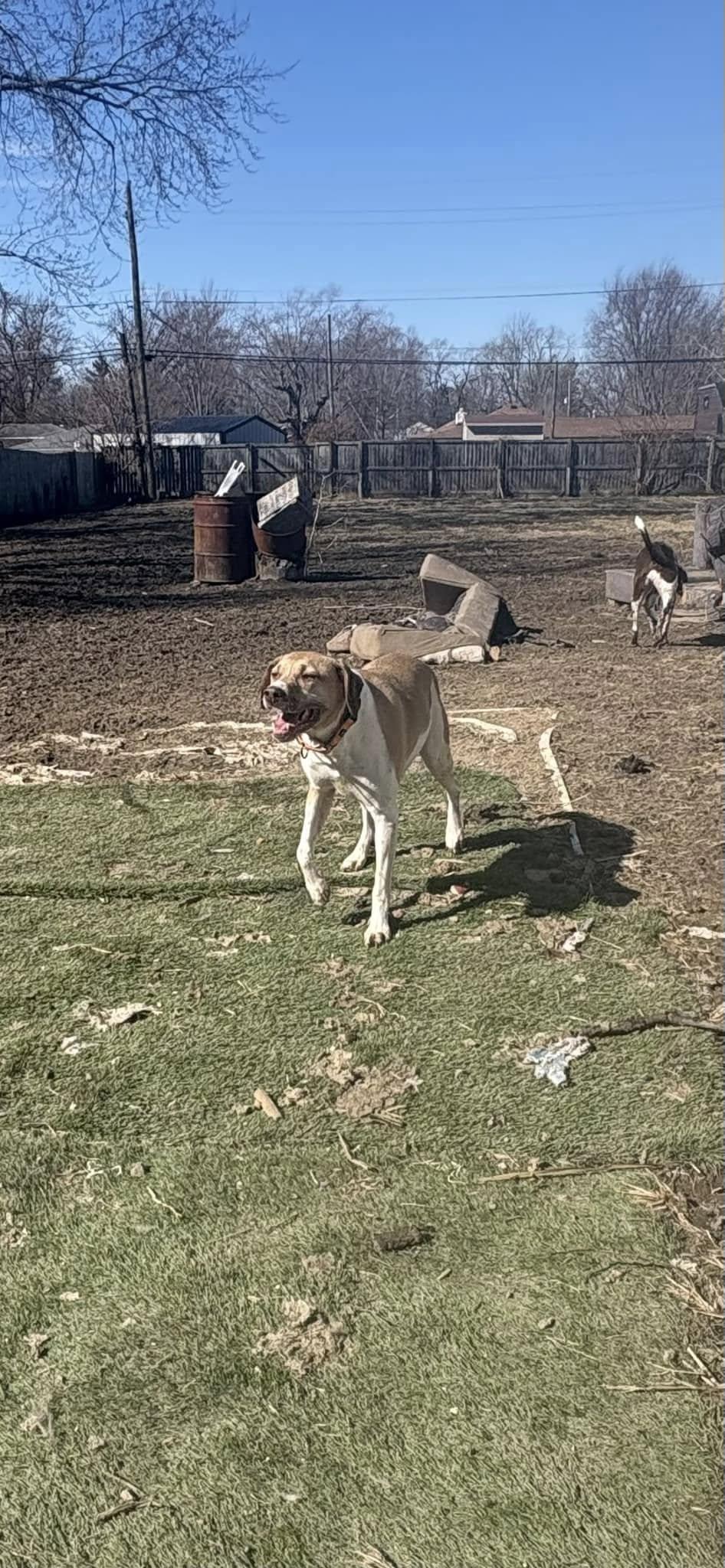 Benny, Adult Male German Shorthaired Pointer