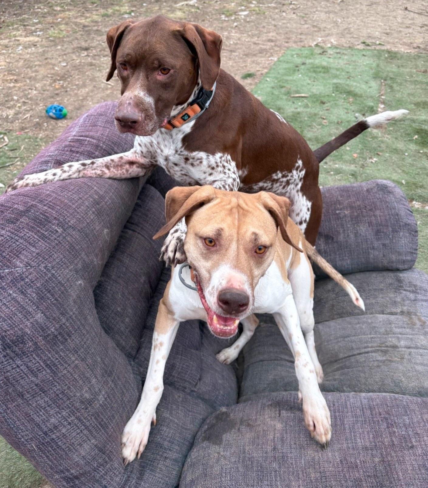 Benny, a Adoptable mixed breed in Speedway, IN image 1/6