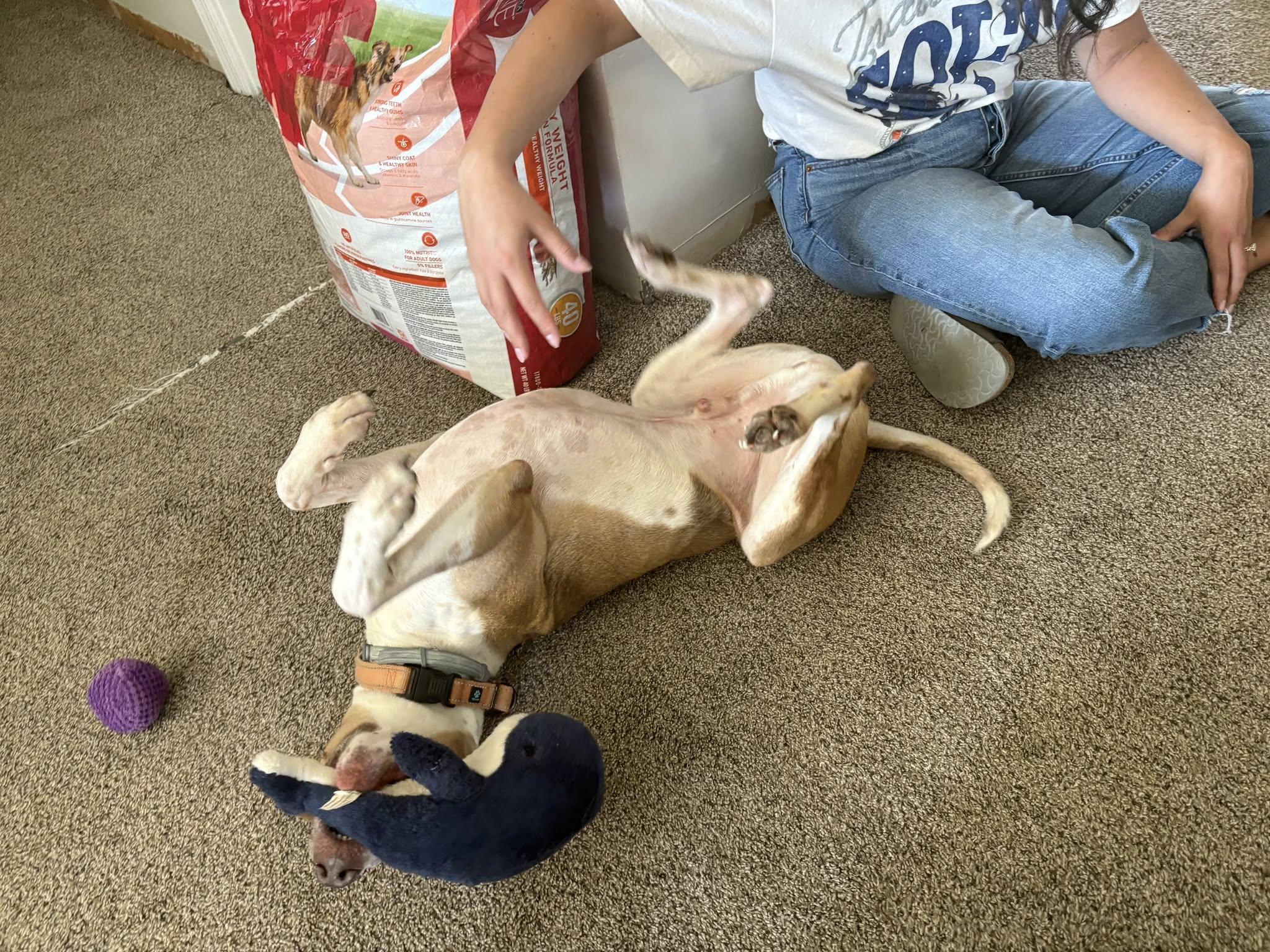 Benny, a Adoptable mixed breed in Speedway, IN image 3/6