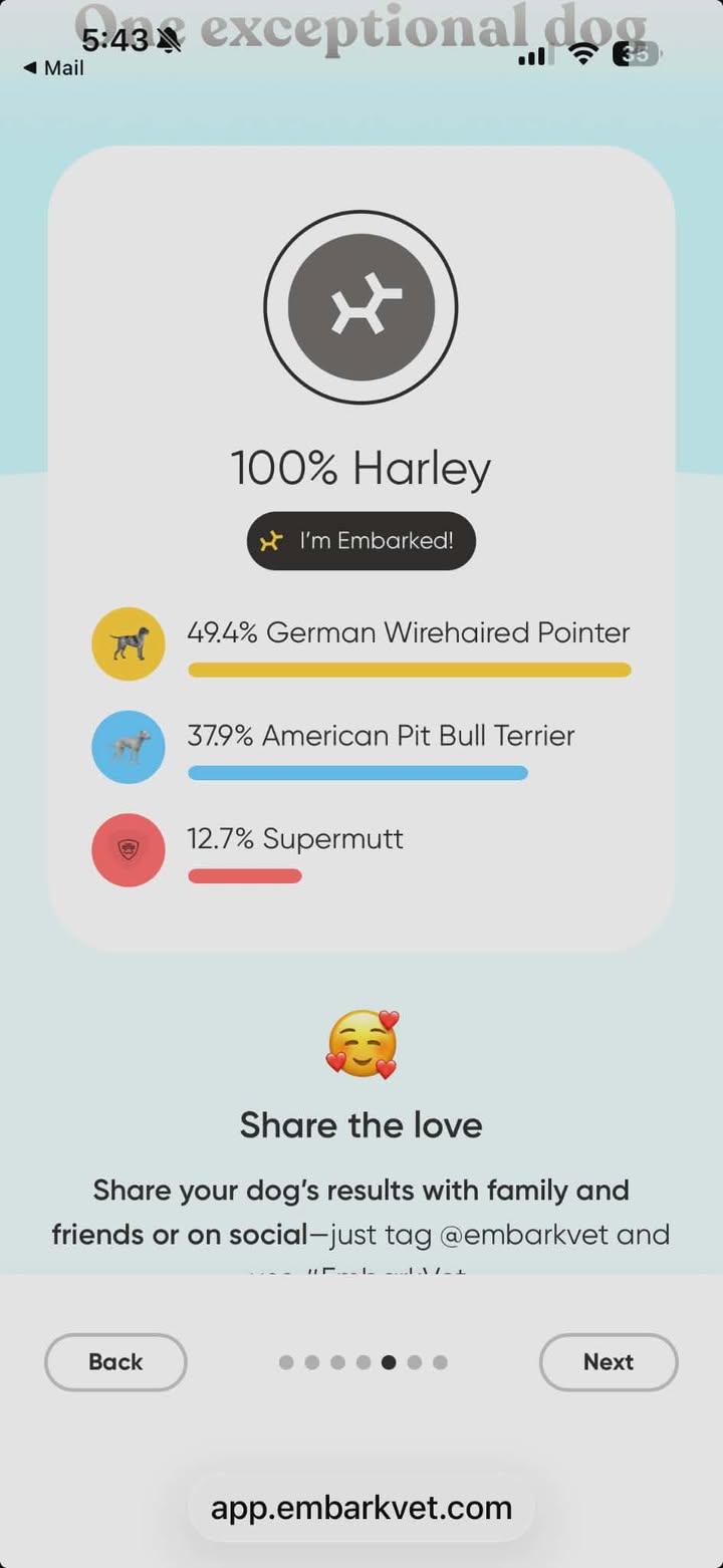 Enlarge Benny, a Adoptable mixed breed in Speedway, IN image 6/6