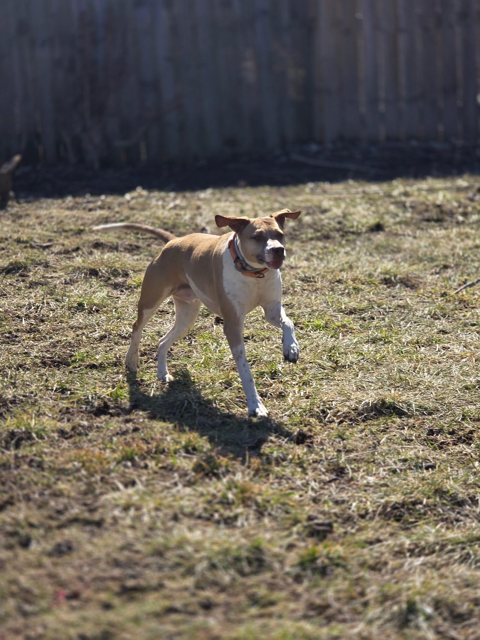 Benny, a Adoptable mixed breed in Speedway, IN image 4/6