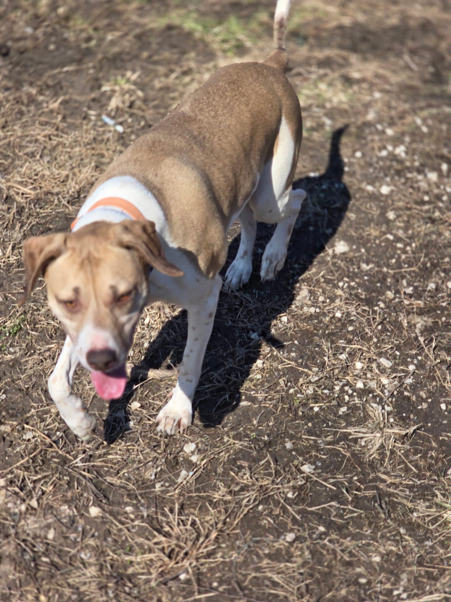 Benny, a Adoptable mixed breed in Speedway, IN image 5/6