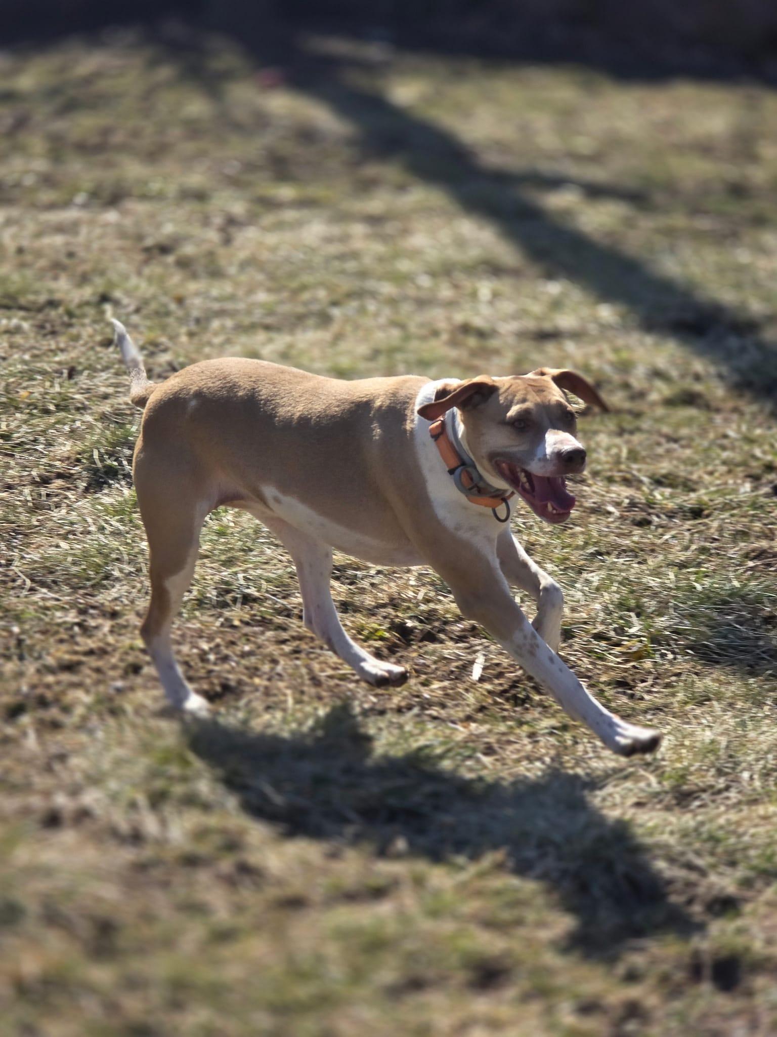 Benny, a Adoptable mixed breed in Speedway, IN image 6/6