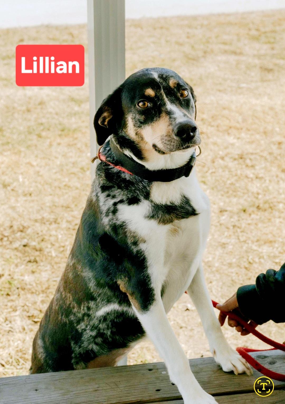 Lilian, a Adoptable mixed breed in Clinton, MO image 1/3
