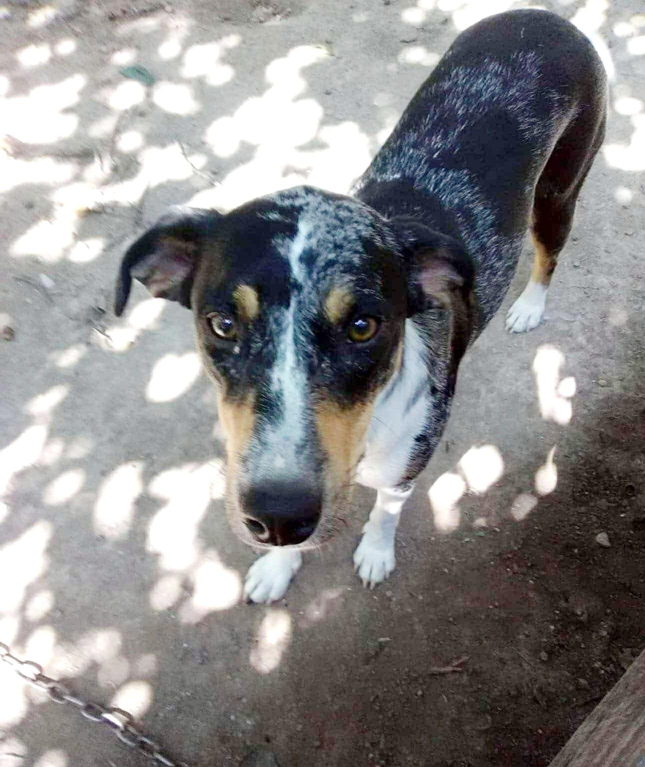 Lilian, a Adoptable mixed breed in Clinton, MO image 2/3