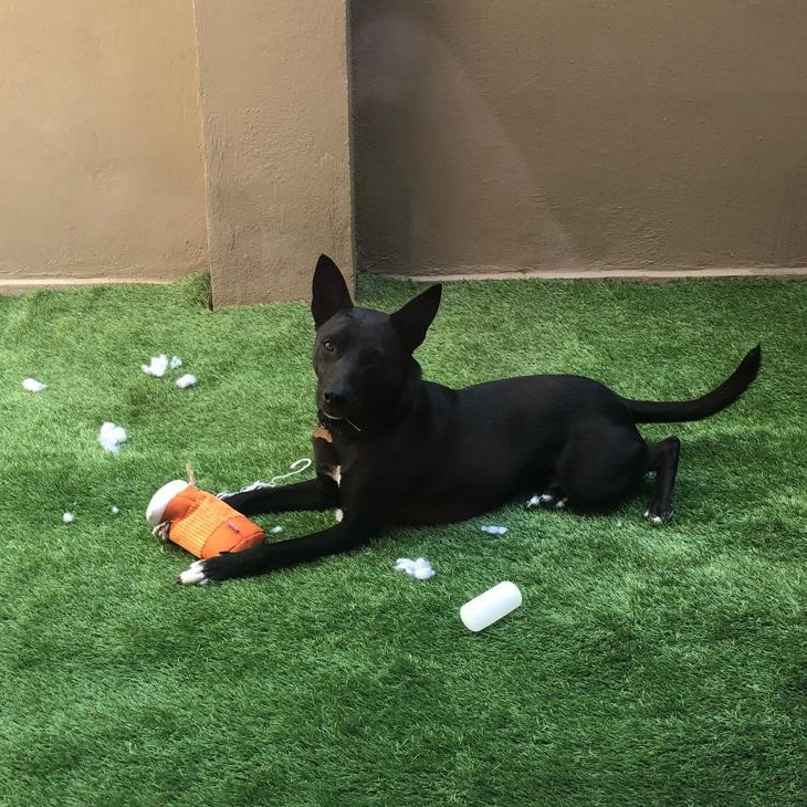 Paco Wong, Adoptable, Young Male Mixed Breed & Shepherd.