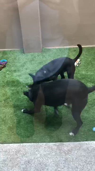 Enlarge Paco Wong, a Adoptable mixed breed in Renton, WA video 5/5