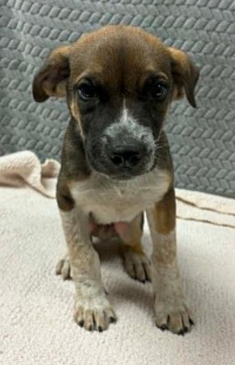 Tent, Adoptable, Puppy Male Mixed Breed & Mixed Breed.