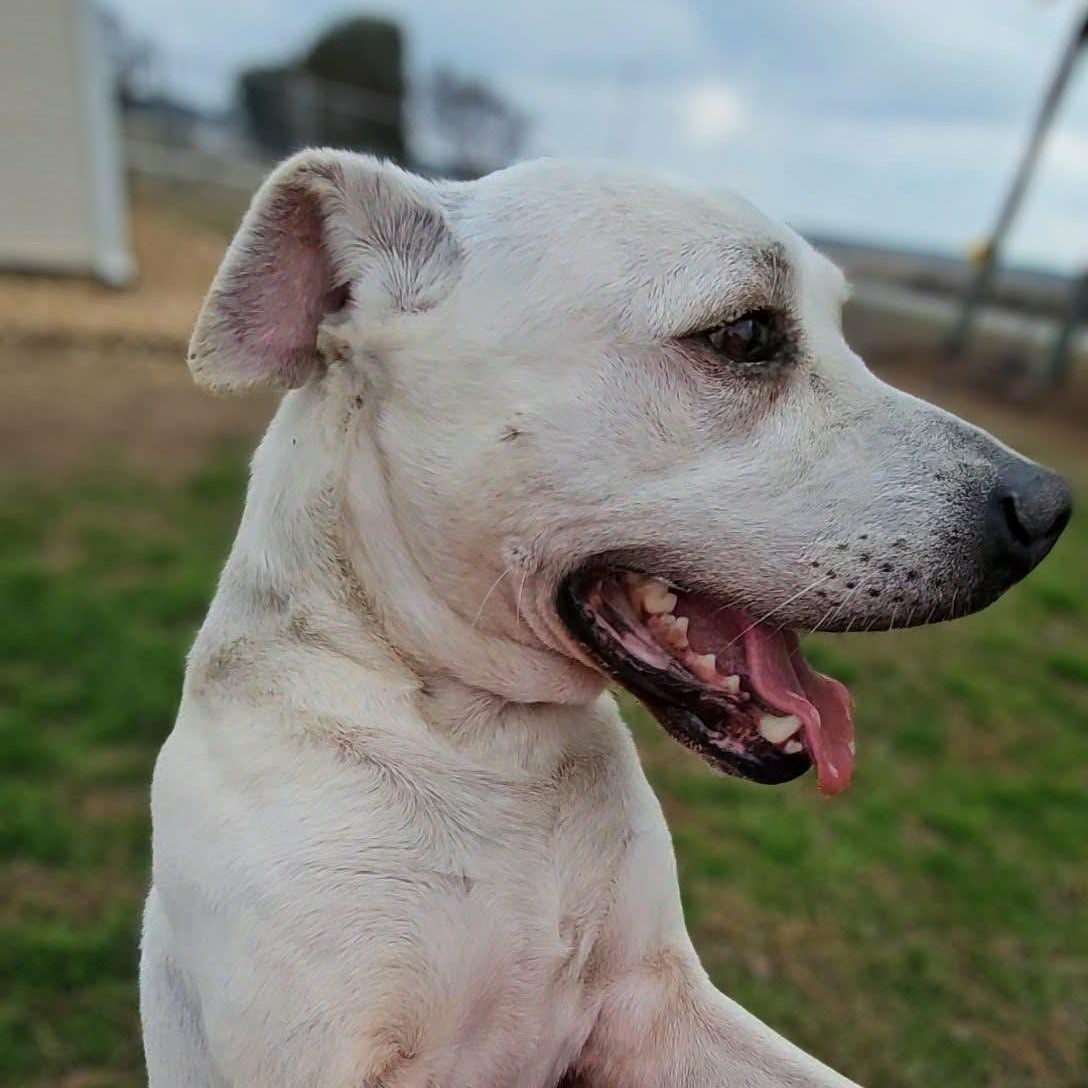 Enlarge Dakota, a ADOPTABLE Mixed Breed in Leesburg, GA image 5/6