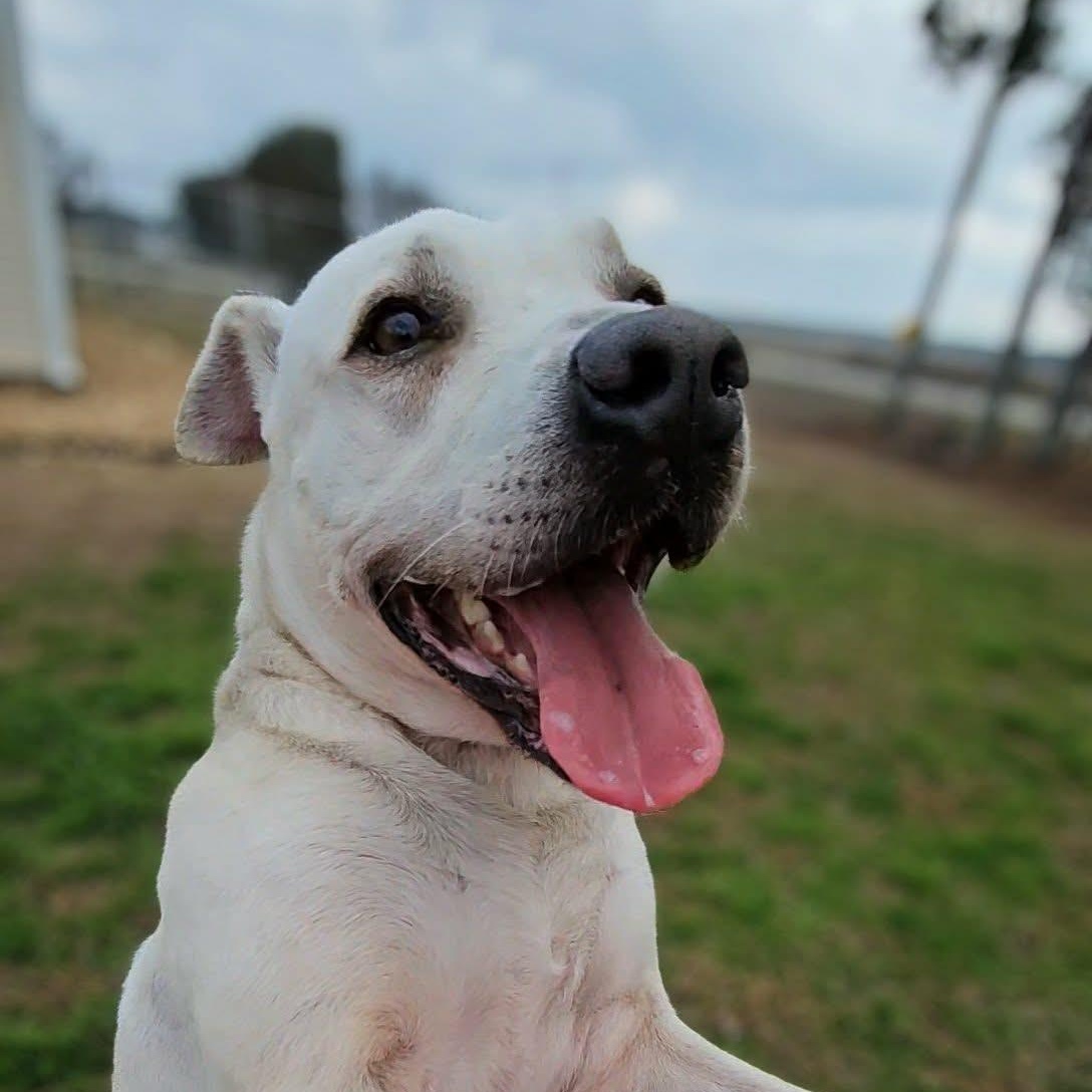 Enlarge Dakota, a ADOPTABLE Mixed Breed in Leesburg, GA image 4/6