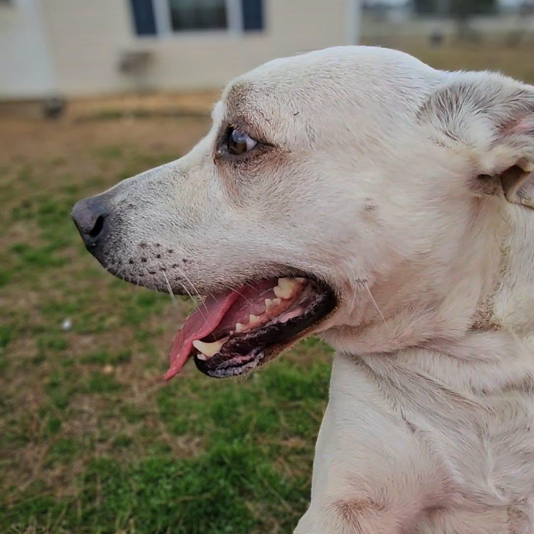 Enlarge Dakota, a ADOPTABLE Mixed Breed in Leesburg, GA image 6/6