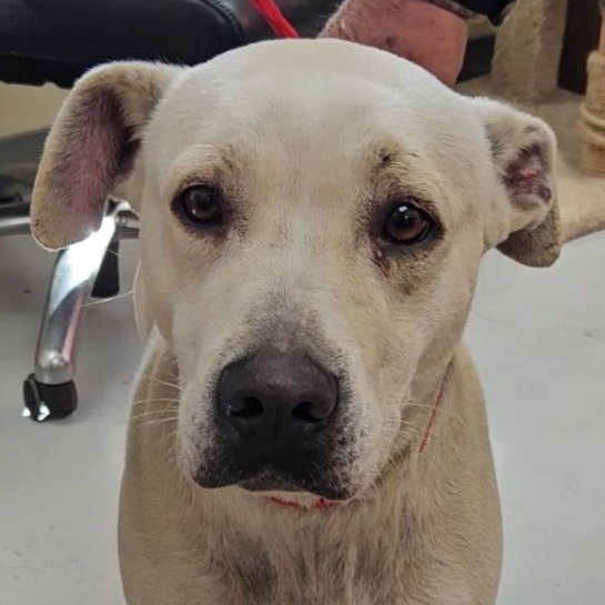 Enlarge Dakota, a ADOPTABLE Mixed Breed in Leesburg, GA image 2/6